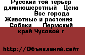 Русский той-терьер длинношерстный › Цена ­ 7 000 - Все города Животные и растения » Собаки   . Пермский край,Чусовой г.